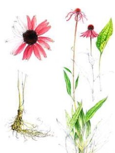 echinacea