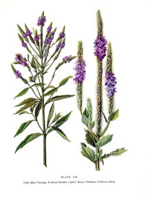 verbena