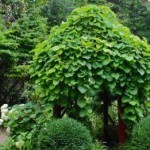 Il giardino diffuso, preziosa gemma urbana.