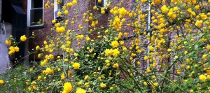 loisaidayellowflowers1