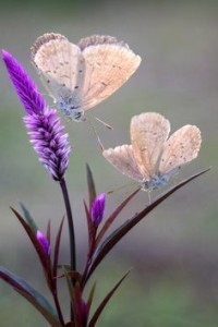 04e329a0e500ce7d2793ebb3d43e6b6c-jpg
