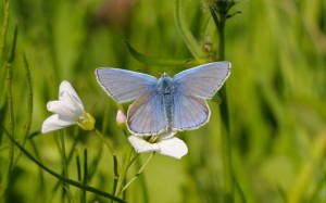 blue_butterfly_on__3339173b-jpg