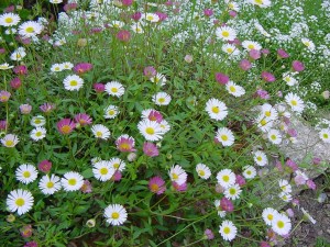 erigeron-karvinskianus-pianta-jpg