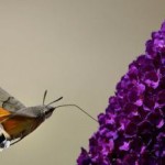 Le farfalle sono fiori che volano, i fiori sono farfalle incatenate