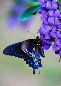 e743aa29edd99bbd6ea2e2a54c40d30c-jpg