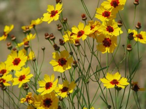 tickseed-coreopsis-jpg